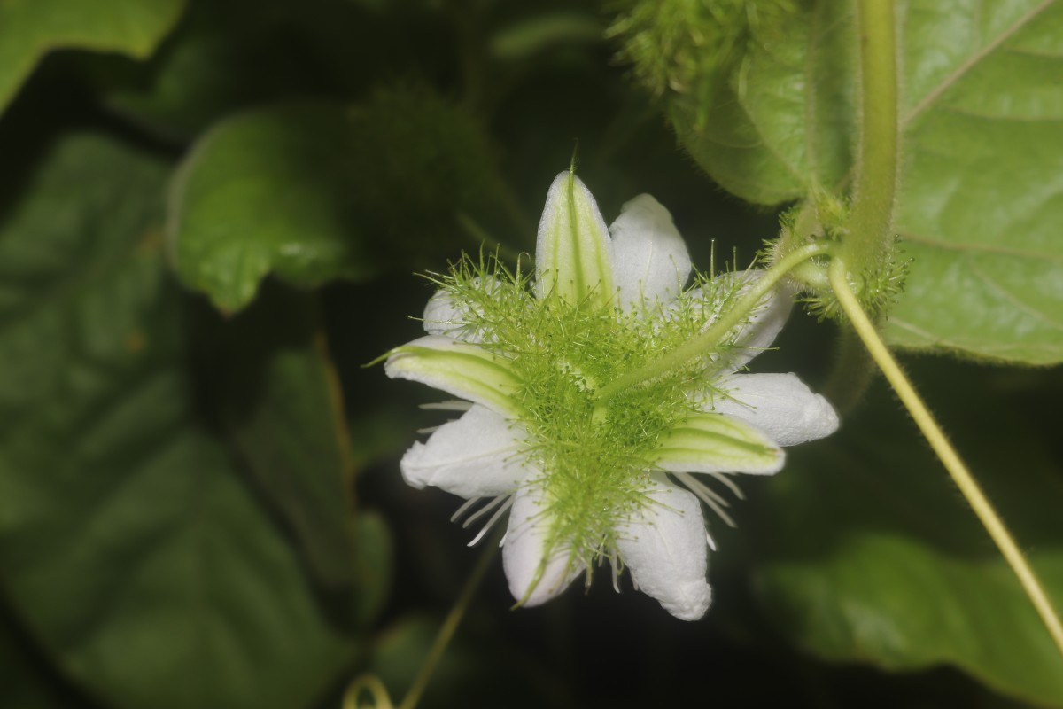 Passiflora foetida L.